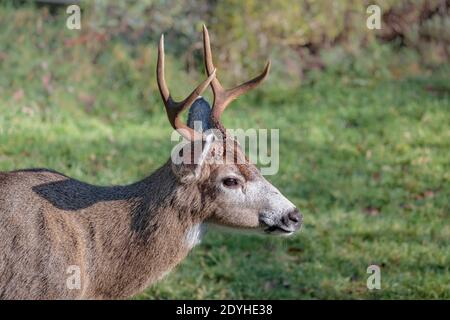 Ein reifer schwarzschwanz-Hirsch mit scharfem, glattem Geweih sieht entspannt, aber wachsam aus und genießt auf einem grünen Hinterhof-Rasen etwas Wintersonne. Stockfoto