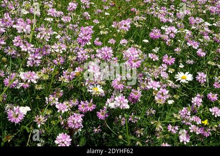 Krone Vetch Securigera varia Wiesenpflanzen Stockfoto