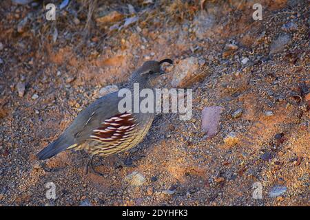Gambel's Quail, Callipepla gambelii, Laufen und Nahrungssuche in einer Herde, transportieren oder bevy, mit Männchen und Weibchen durch den trockenen Winter South Mountain Park Stockfoto
