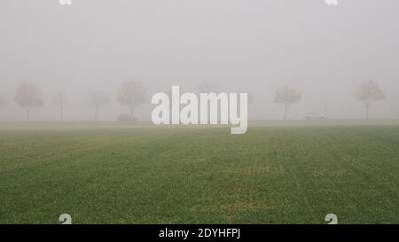 Auto fahren entlang einer von Bäumen gesäumten Alleerstraße in schweren Nebel Stockfoto