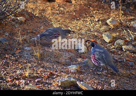 Gambel's Quail, Callipepla gambelii, Laufen und Nahrungssuche in einer Herde, transportieren oder bevy, mit Männchen und Weibchen durch den trockenen Winter South Mountain Park Stockfoto