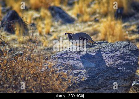 Gambel's Quail, Callipepla gambelii, Laufen und Nahrungssuche in einer Herde, transportieren oder bevy, mit Männchen und Weibchen durch den trockenen Winter South Mountain Park Stockfoto