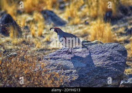 Gambel's Quail, Callipepla gambelii, Laufen und Nahrungssuche in einer Herde, transportieren oder bevy, mit Männchen und Weibchen durch den trockenen Winter South Mountain Park Stockfoto