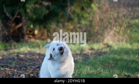 Weißer Deutscher Schäferhund schüttelt den Kopf, wodurch Speichel über die Luft fliegen Stockfoto