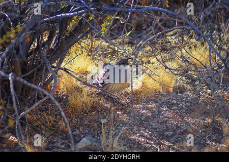 Gambel's Quail, Callipepla gambelii, Laufen und Nahrungssuche in einer Herde, transportieren oder bevy, mit Männchen und Weibchen durch den trockenen Winter South Mountain Park Stockfoto
