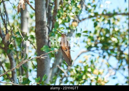 Santiago, Santiago, Chile. Dezember 2020. Der KOLIBRI (Patagona gigas). Sie ist die größte aller Kolibris in Chile und erreicht eine Länge von etwa 23 Zentimetern. Seine oberen Teile sind gräulich braun mit einem metallisch-grünen Glanz und der Schwanz ist weiß. Dieser Kolibri lebt in semi-ariden Umgebungen und ernährt sich vom Nektar der Blumen, die er finden kann, und auch von kleinen Insekten. Der Kolibri ist Zugvogel und im Frühjahr und Sommer häufig von der Antofagasta Region nach ARAUCANÃ-a Credit: Francisco Arias/ZUMA Wire/Alamy Live News Stockfoto