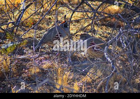 Gambel's Quail, Callipepla gambelii, Laufen und Nahrungssuche in einer Herde, transportieren oder bevy, mit Männchen und Weibchen durch den trockenen Winter South Mountain Park Stockfoto