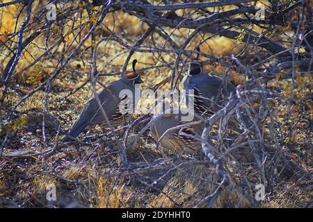 Gambel's Quail, Callipepla gambelii, Laufen und Nahrungssuche in einer Herde, transportieren oder bevy, mit Männchen und Weibchen durch den trockenen Winter South Mountain Park Stockfoto