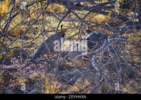 Gambel's Quail, Callipepla gambelii, Laufen und Nahrungssuche in einer Herde, transportieren oder bevy, mit Männchen und Weibchen durch den trockenen Winter South Mountain Park Stockfoto