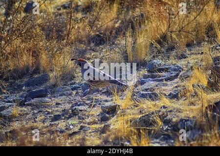 Gambel's Quail, Callipepla gambelii, Laufen und Nahrungssuche in einer Herde, transportieren oder bevy, mit Männchen und Weibchen durch den trockenen Winter South Mountain Park Stockfoto
