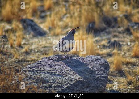 Gambel's Quail, Callipepla gambelii, Laufen und Nahrungssuche in einer Herde, transportieren oder bevy, mit Männchen und Weibchen durch den trockenen Winter South Mountain Park Stockfoto
