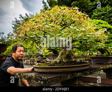 Bonsai-Garten in Izu, Japan. Dieser Bonsai hat viele Generationen von Gärtnern gesehen