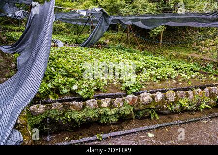 Wasabi Plantation in Izu, Japan. Wasabi im Halbschatten. Das Wasser fließt permanent um die Wurzeln der Pflanzen. Die terrassenförmige Lage sorgt für konstant frisches Wasser aus den Bergen Stockfoto