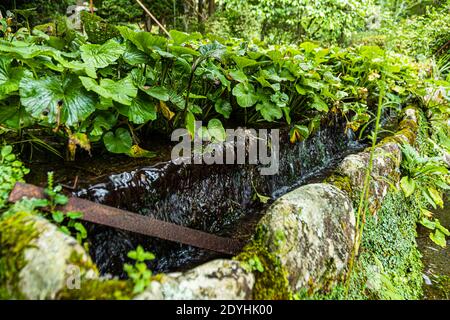 Wasabi Plantation in Izu, Japan. Wasabi im Halbschatten. Das Wasser fließt permanent um die Wurzeln der Pflanzen. Die terrassenförmige Lage sorgt für konstant frisches Wasser aus den Bergen Stockfoto