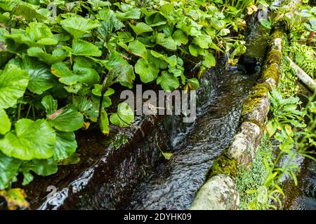 Wasabi im Halbschatten. Das Wasser fließt permanent um die Wurzeln der Pflanzen. Die terrassenförmige Lage sorgt für konstant frisches Wasser aus den Bergen. Wasabi Plantation in Izu, Japan Stockfoto