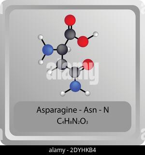 Asparagin – ASN – N Amino Säure chemische Struktur. Molekülformel Ball und Stick Modell Molekül. Biochemie, Medizin und naturwissenschaftliche Ausbildung. Stock Vektor