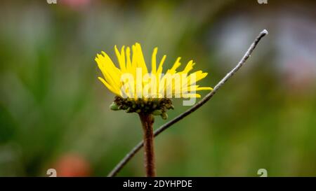 Wilde gelbe Daisy Stockfoto