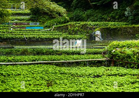 Wasabi Fields in Izu, Japan. Befinden sich die Pflanzen nicht entlang des natürlichen Flusslaufs, versorgen die Rohre die Pflanzen mit Frischwasser. Stockfoto