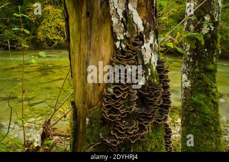 ITINERARIO RUTA DEL ALBA. PARQUE NATÜRLICHE REDES. CONCEJO SOBRESCOBIO. ASTURIEN, España, Europa Stockfoto