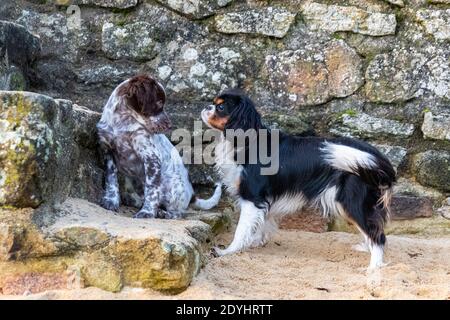 Ein englischer Setter Hund und ein Kavalier King Charles, zwei Welpen spielen am Strand Stockfoto