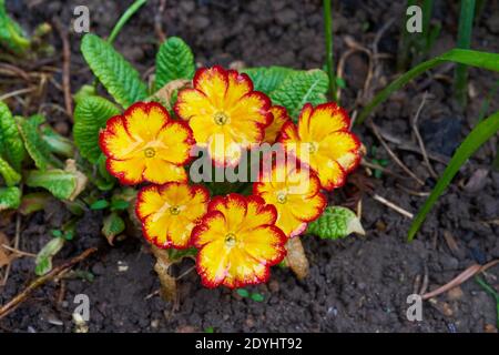 Sechs orangefarbene Primula-Blüten wachsen im Frühlingsgarten Stockfoto