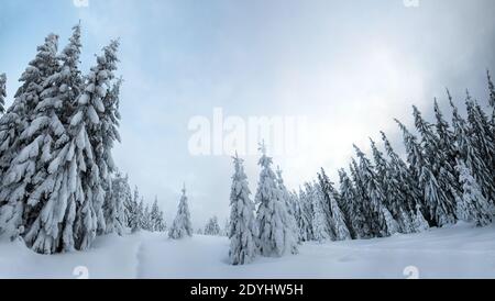 Moody Winterlandschaft von Fichtenwald mit tiefem weißen Schnee in kalten gefrorenen Bergen. Stockfoto