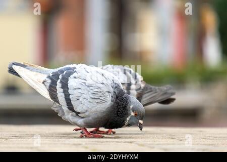 Nahaufnahme von Taubenvögeln, die auf einer Stadtstraße auf der Suche nach Nahrung gehen. Stockfoto