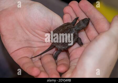 Kinder halten ein Baby Schnappschildkröte Nahaufnahme. Hochwertige Fotos Stockfoto