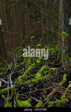 Leuchtend grünes Moos, das auf alten Baumstämmen in einem wächst Dunkler Wald Stockfoto