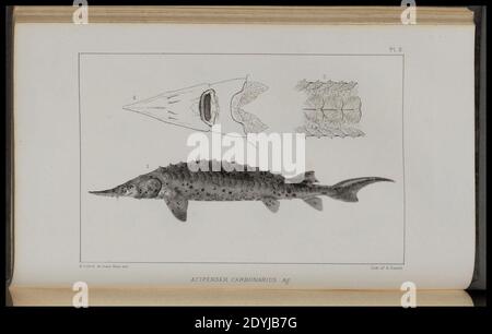 Lake Superior- seinen Charakter, Vegetation und Tiere, im Vergleich zu denen anderer ähnlicher Regionen (Pl. (8443773331). Stockfoto