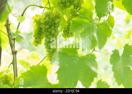 Procida Italien Weißwein Trauben in einem Weinberg Stockfoto