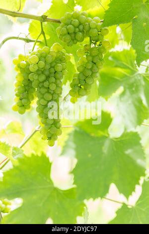 Procida Italien Weißwein Trauben in einem Weinberg Stockfoto