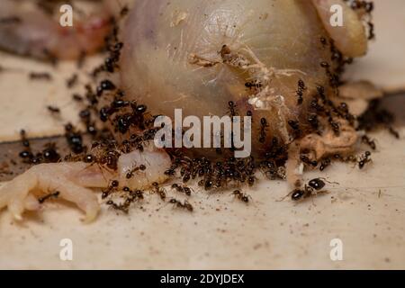 Afrikanische GroßkopfAmeisen der Art Pheidole megacephala preying on Ein toter barschender Vogel Stockfoto