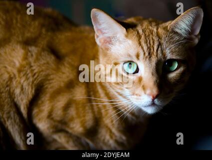 Nahaufnahme einer orange gestromten Katze mit grünen Augen und langen weißen Schnurrhaaren. Er hat ein sehr dreieckiges Gesicht und ein weißes Kinn und eine Oberlippe. Stockfoto