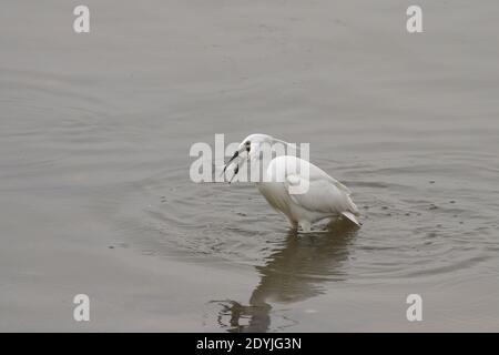 Kleiner Weißreiher, der Fisch isst. Douro Fluss, nördlich von Portugal. Stockfoto