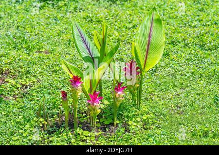 Kurkuma oder Kurkumin Pflanze (Curcuma longa) der Ingwerfamilie. Stockfoto