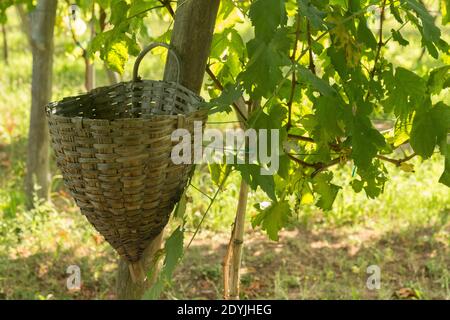 Procida Italien traditionelle Weinernte Korb hängend in einem Weinberg Stockfoto