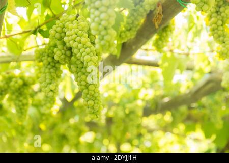 Procida Italien Weißwein Trauben in einem Weinberg Stockfoto