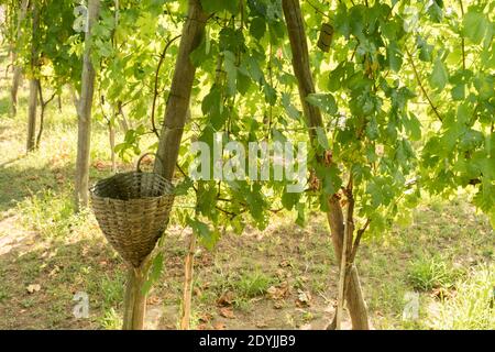Procida Italien traditionelle Weinernte Korb hängend in einem Weinberg Stockfoto