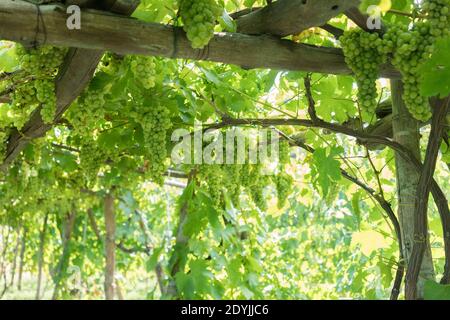 Ocida Italien Weißwein Trauben in einem Weinberg Stockfoto