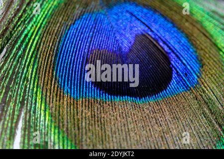 Nahaufnahme Makro auf einem männlichen Pfau coloruf Feder mit Punkten von golden, blau und grün Stockfoto