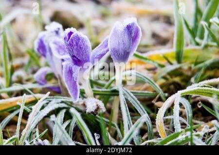 Erster Frühling Krokus blüht im Frost Stockfoto