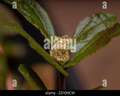 Blume einer Asthmapflanze der Art Euphorbia hirta Stockfoto