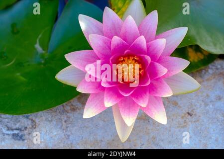 Draufsicht Nahaufnahme einer leuchtend rosa Lotusblume neben ihren grünen flachen Blättern. Stockfoto