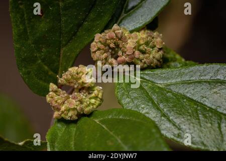 Blume einer Asthmapflanze der Art Euphorbia hirta Stockfoto