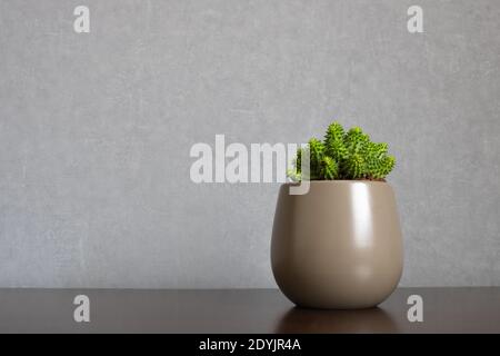 Grüne Euphorbia susannae Sukkulente Pflanze wächst in keramischen Vase isoliert auf sauberen Hintergrund platziert off-Center auf Regal. Stockfoto