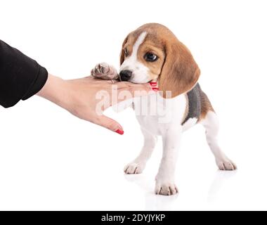 Welpe Beagle Hund Kauen auf einer Hand auf weißem Hintergrund Stockfoto
