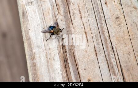 Das Detail einer gewöhnlichen lästigen Fliege ist erstaunlich, wie man in diesem Makrofoto dieses Insekts sehen kann, da es auf einer hölzernen Deckplatte ruht. Ein schönes Foto fo Stockfoto