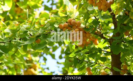 Bumper Ginkgo und grüne Blätter im Herbst im Obstgarten Stockfoto