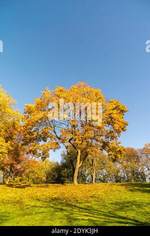 Herbstgoldblätter und grünes Grasland im Sonnenlicht dagegen Der blaue Himmel Stockfoto